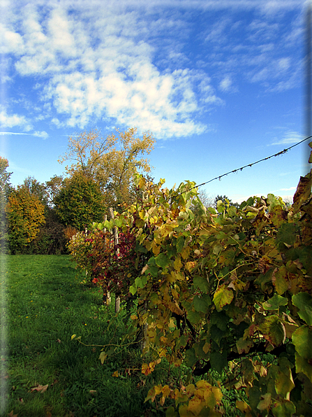 foto Colli Asolani in Autunno